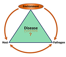 Disease Triangle