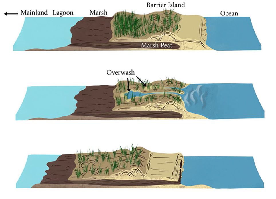 A series of graphics of a coastal marsh depicting the process of overwash