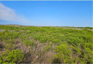 Green, woody coastal vegetation